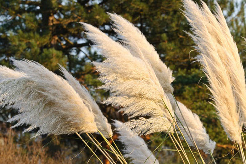 Cortaderia Selloana, Pampas Grass, Gynerium Argenteum