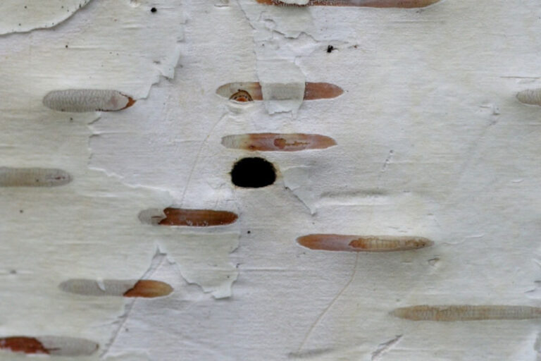 Bronze Birch Borer Prevention and Control