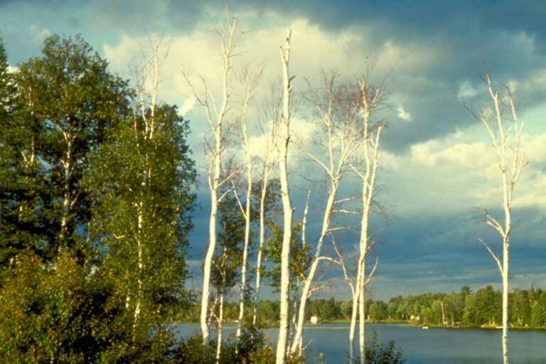 Bronze Birch Borer Prevention and Control