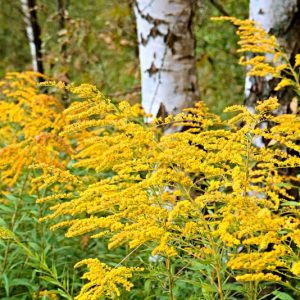 Solidago, Goldenrod, Golden Rod