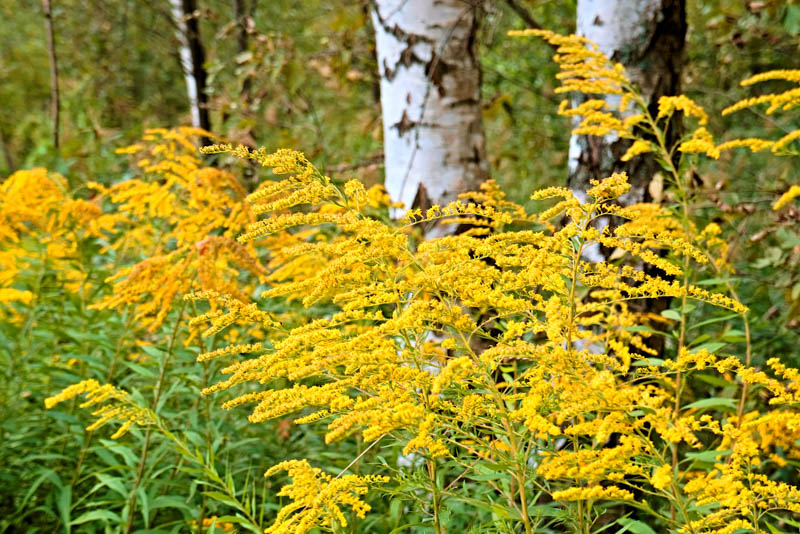 Dried Solidago Goldenrod Flowers  Natural Wildflowers at