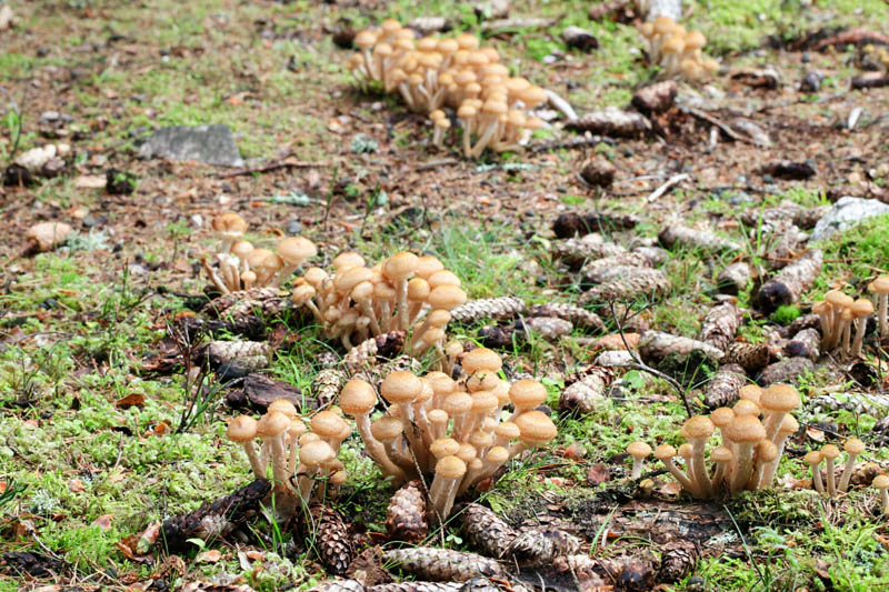 Armillaria Root Rot