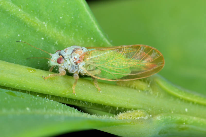 Boxwood Psyllid