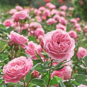 Rosa, Rose, Roses, Pink Roses
