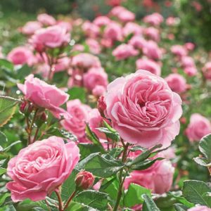 A Guide To The Beautiful Rose Flower » FloraQueen EN