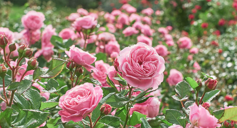 Rosa, Rose, Roses, Pink Roses