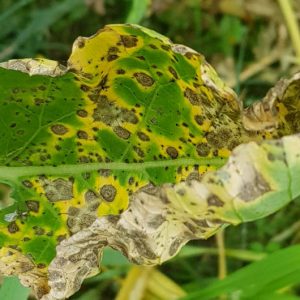 Alternaria brassicae