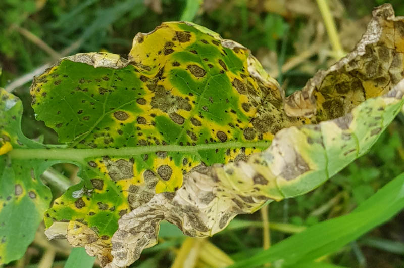 Alternaria brassicae