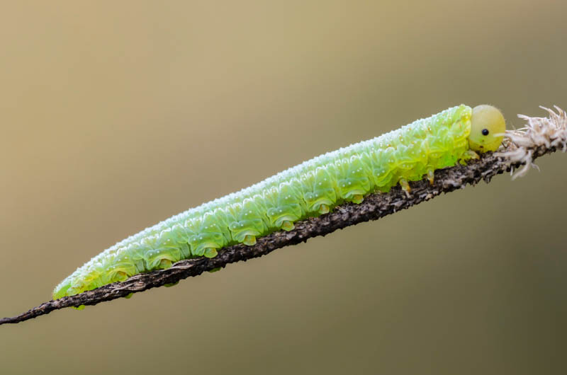 Sawfly