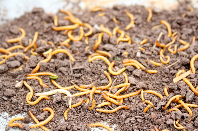 Wireworm, Wireworms