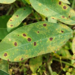 Cercospora Leaf Spot