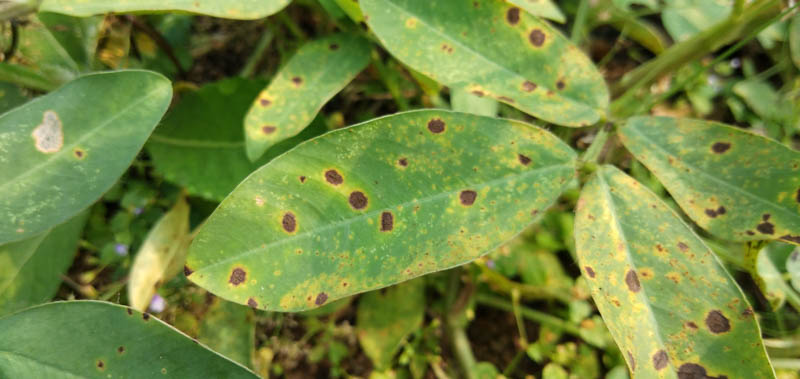 Cercospora Leaf Spot