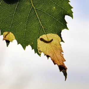 Birch Leafminer