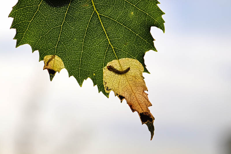 Birch Leafminer