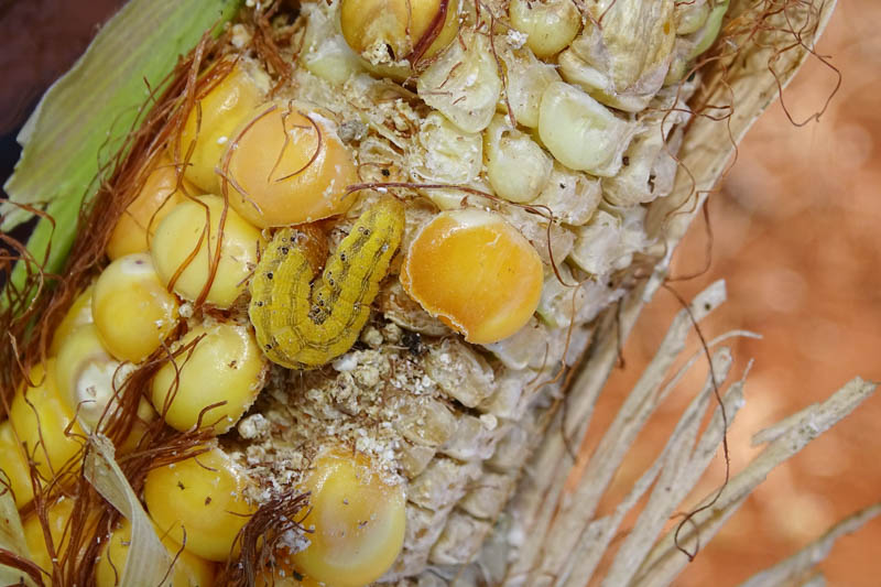 Corn Earworm