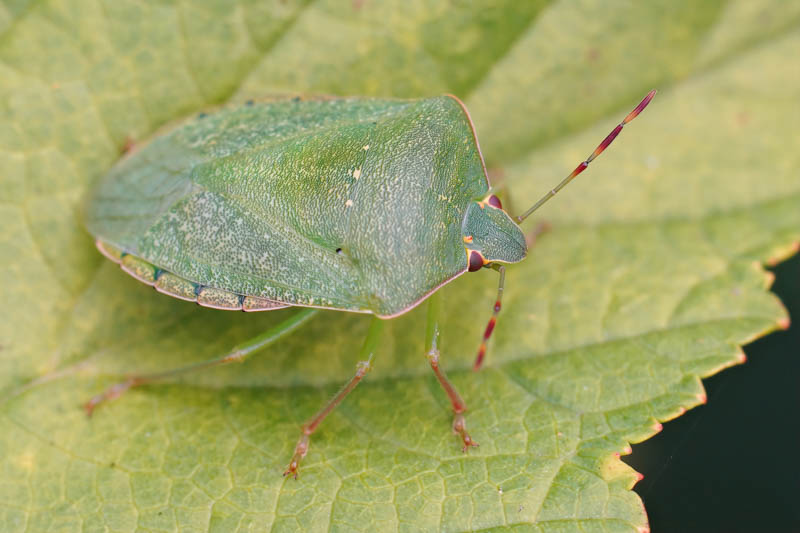 Green Stink Bug