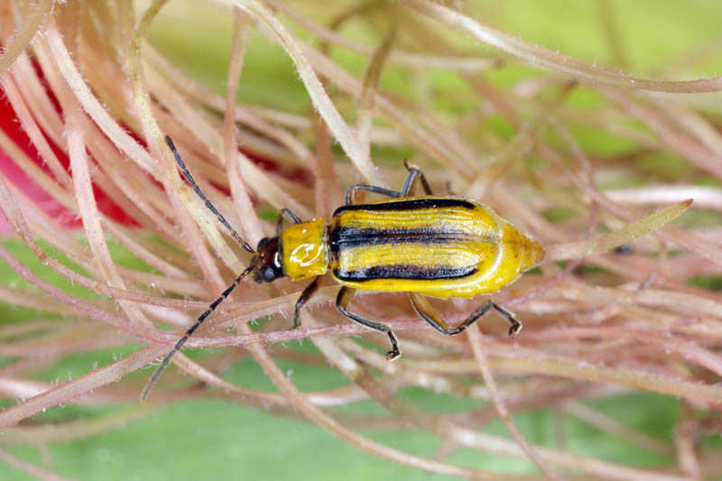 Corn Rootworm