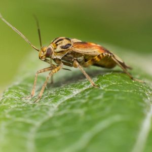 Plant Bugs, Plant Bug, Tarnished Plant Bug