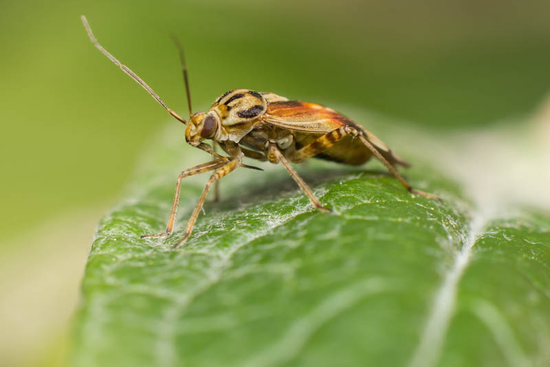 Plant Bugs, Plant Bug, Tarnished Plant Bug