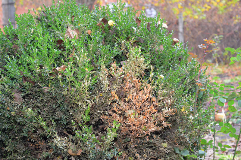 boxwood leafminer