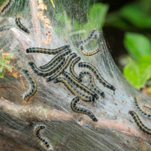 Tent Caterpillar