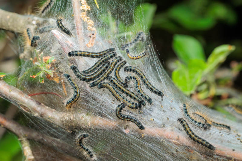 Tent Caterpillar