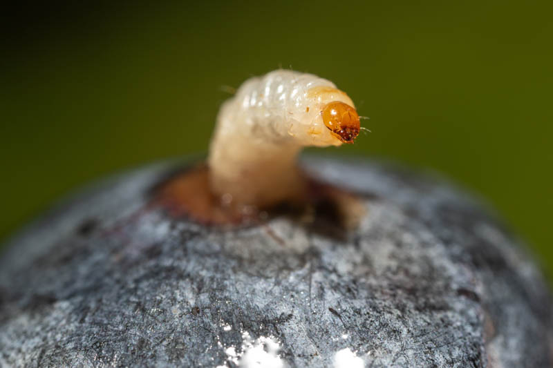 Blueberry Maggot