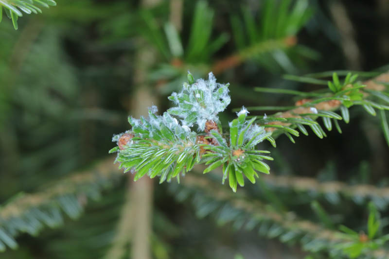 Balsam Twig Aphid