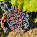 Black Rot of Grapes