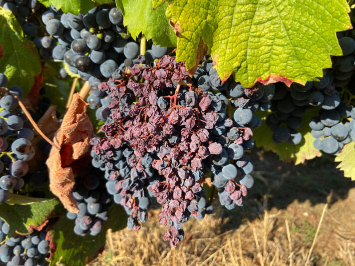 Black Rot of Grapes