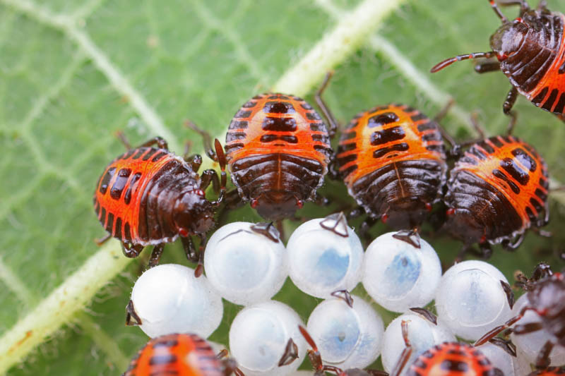 True Bugs