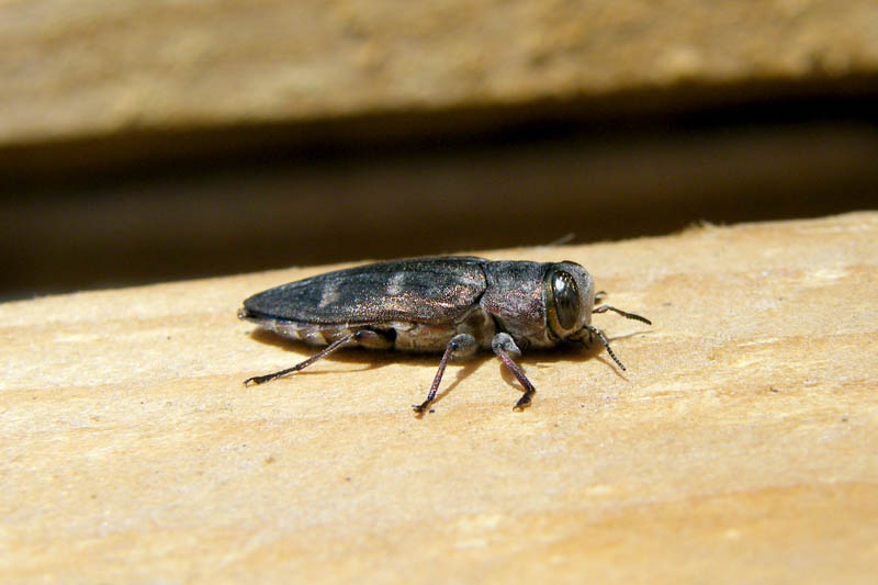 Bronze Birch Borer