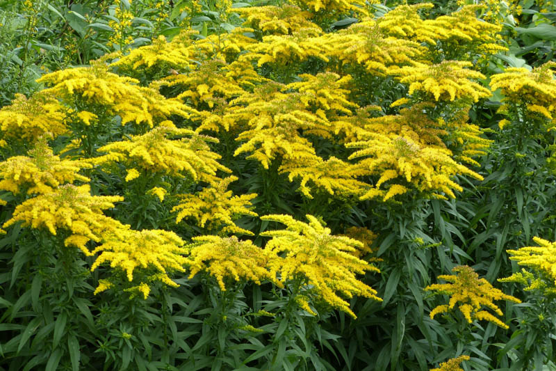 Goldenrod, Solidago canadensis