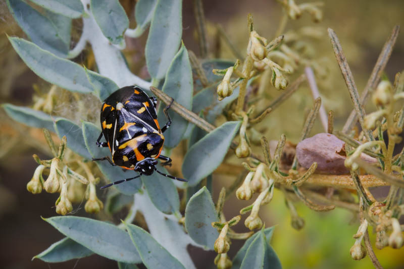 Harlequin Bug