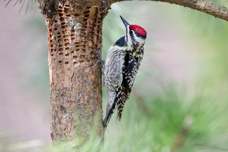 Sapsucker Damage,Sapsucker