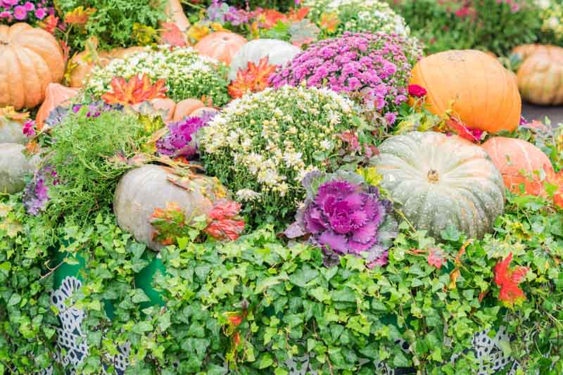 Chrysanthemum, Pumpkin, Fall Garden, Fall Decoration