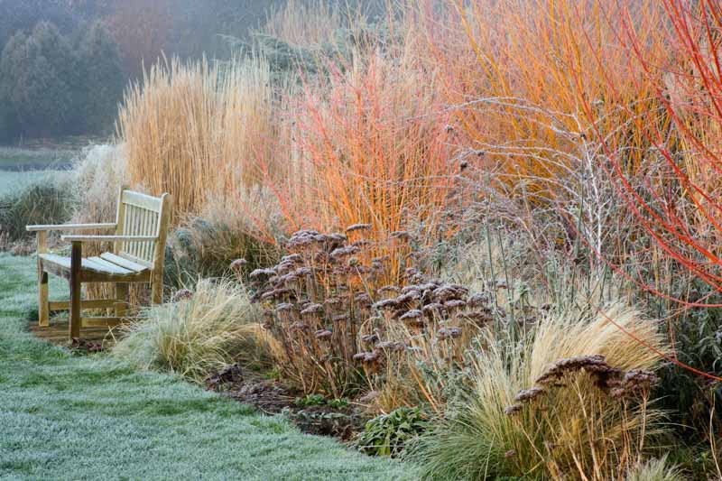FROSTED BORDER WITH SEDUMS GRASSES A WOODEN BENCH CORNUS WINTER FLAME AND RUBUS THIBETANUS