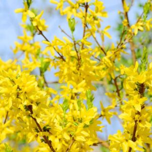 Forsythia, Forcing Forsythia, Florsythis Flowers