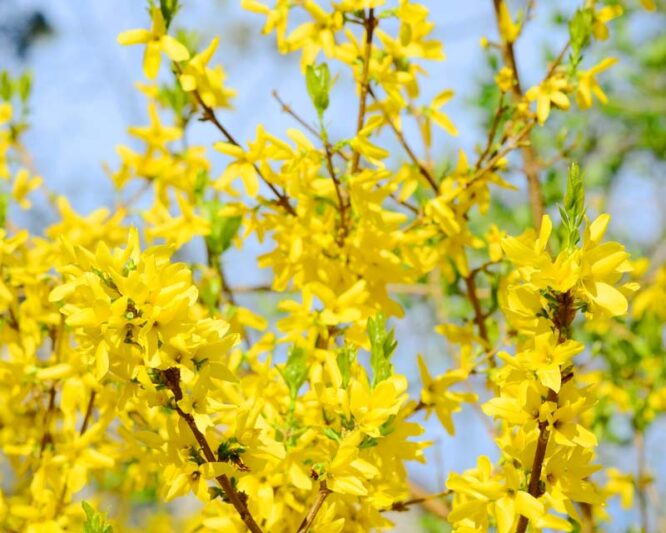 Forsythia, Forcing Forsythia, Florsythis Flowers