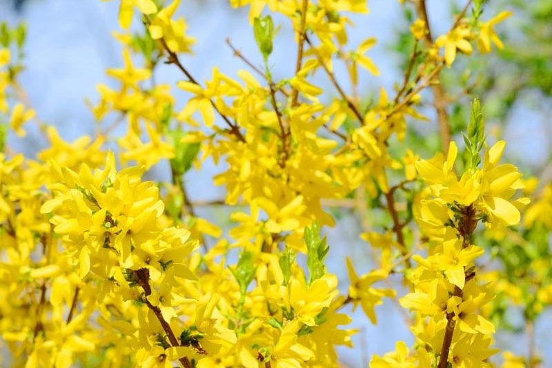 Forsythia, Forcing Forsythia, Florsythis Flowers