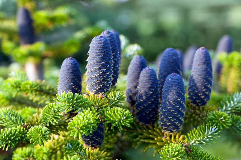 Abies nordmanniana, Nordmann fir, Caucasian fir