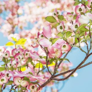 Dogwood, Dogwood Tree, Flowering Dogwood Tree, Pink Dogwood Tree, Cornus florida