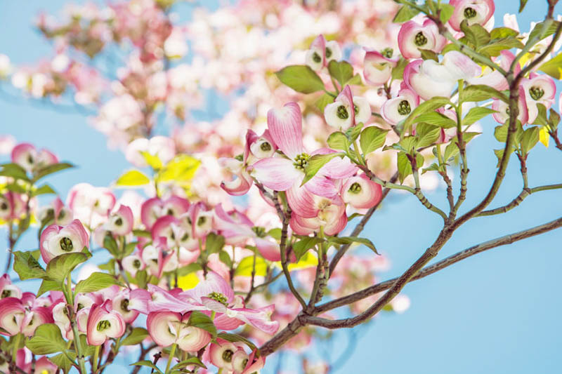 Cornus Florida Flowering Dogwood