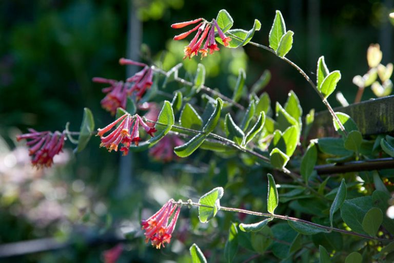 Lonicera sempervirens 'Major Wheeler' (Trumpet Honeysuckle)