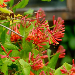 Honeysuckle, Lonicera