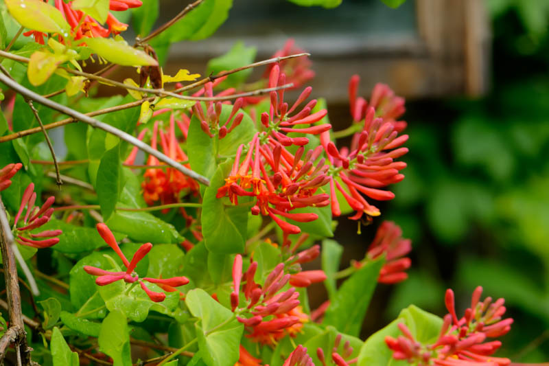 Honeysuckle, Lonicera