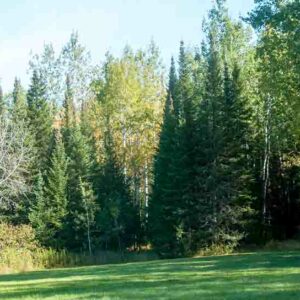 Abies balsamea, Balsam Fir