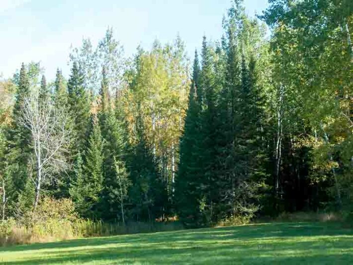 Abies balsamea, Balsam Fir