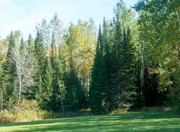 Abies balsamea, Balsam Fir