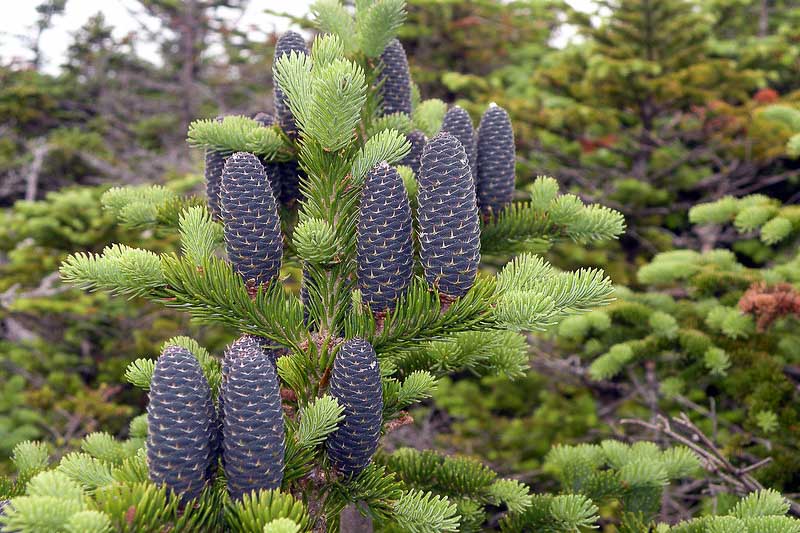 Abies balsamea, Balsam Fir